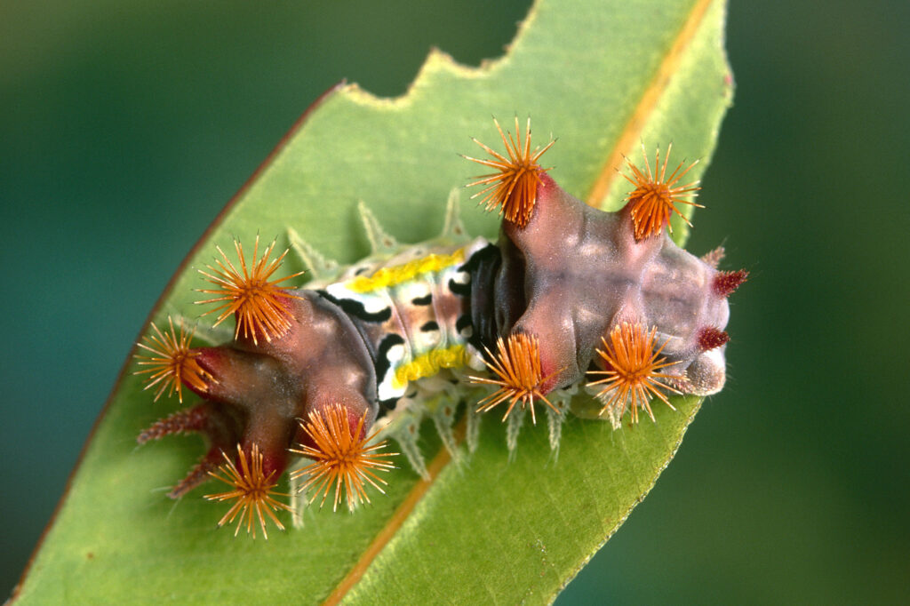 caterpillar