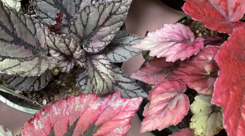 The colourful foliage of begonias (Image: Karen Smith)