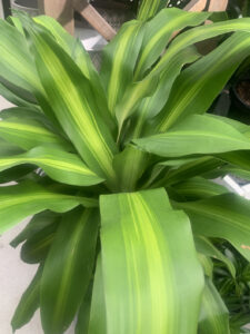 Dracaena fragrans ‘Massangeana’ (Image: Karen Smith)