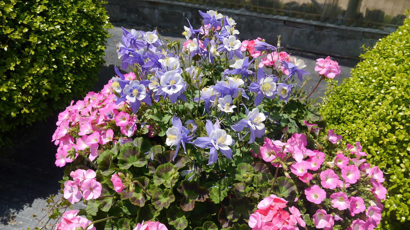 Annuals provide a dependable supply of pollen and nectar
