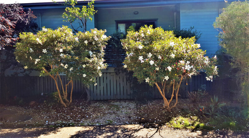 Tibouchina "Peace Baby" can reach 1.5m to 2m high given the right conditions