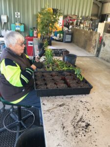 Volunteer Lenore working at the Rockhampton Regional Council Nursery propagating Carpobrotus