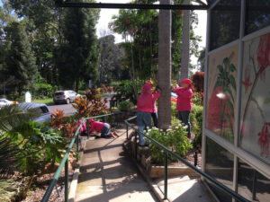Friends of the Gardens planting prior to opening of the Visitors Centre Botanic Gardens Open day