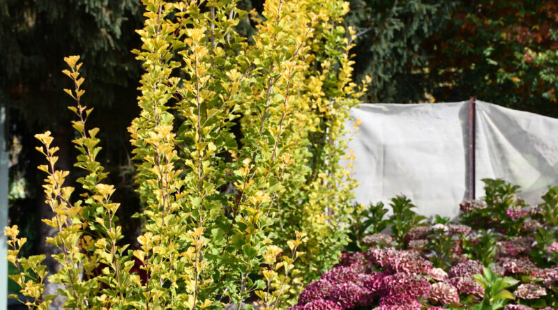 Ginkgo biloba 'Lemonlime Spire' (Image: PMA)