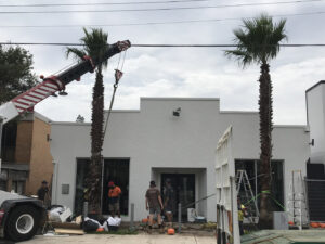 The Californian Fan Palms in their final position, framing the entry to Landart’s design studio and warehouse in Sydney. Note that this palm is regarded as an environmental weed in Western Australia, Victoria, and the Northern Territory