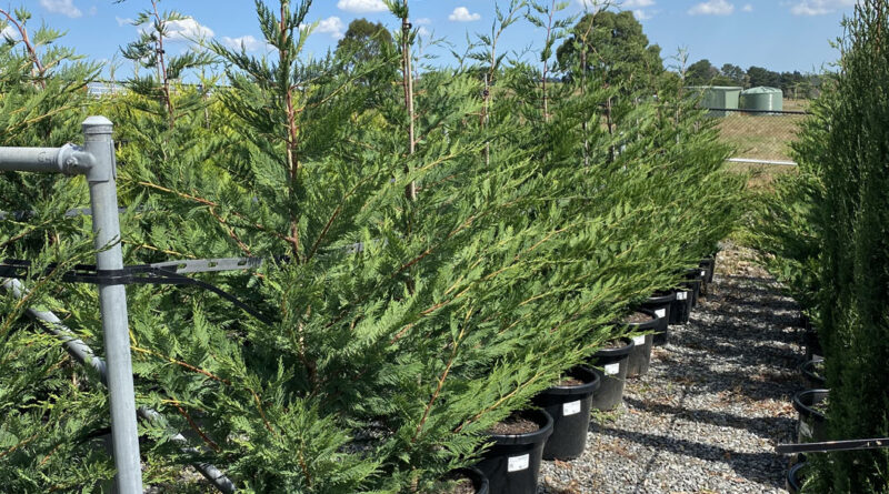 Cupressocyparis leylandii ‘Leighton’s Green’ (Image: Speciality Trees)
