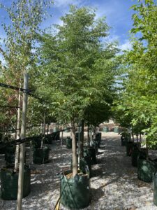 Corymbia citriodora (Image: Speciality Trees)