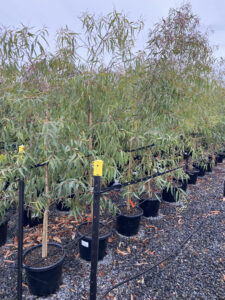 Corymbia citriodora (Image: Speciality Trees)