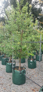 Banksia integrifolia (Image: Speciality Trees)