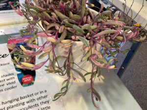 Orthonna capensis ‘Calara’s Opal Necklace’