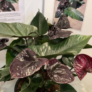 Anthurium ‘Black Beauty’