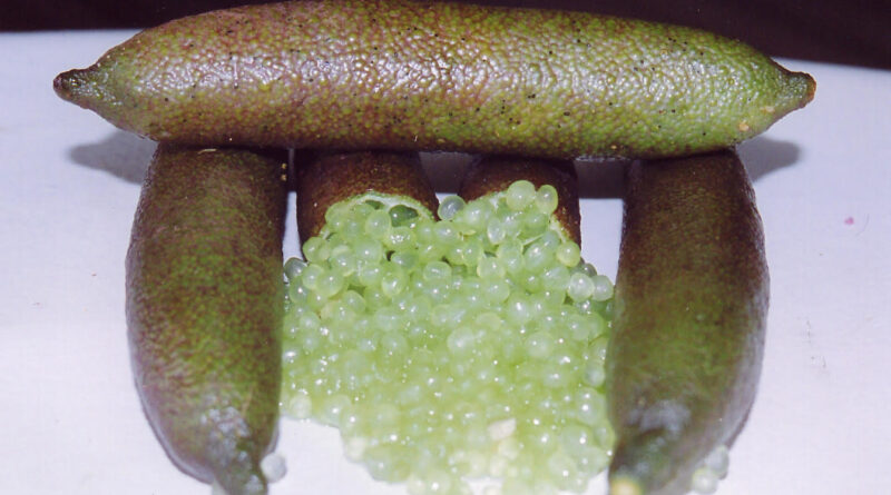 Citrus australasica 'Alstonville' (Image: Judy Viola)