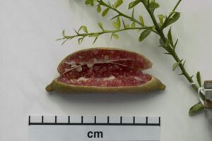 Citrus australasica 'Blunobia Pink Crystal' (Image: Murray Fagg)