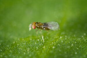 Female Trichogramma pretiosum