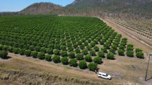 Drone image of citrus