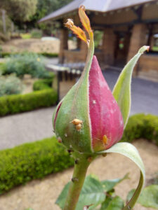 Parasitised aphids on Rosa ‘Mr Lincoln’ bud.
