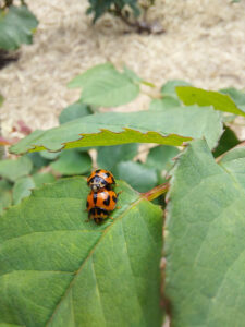Coccinella transversalis mating.