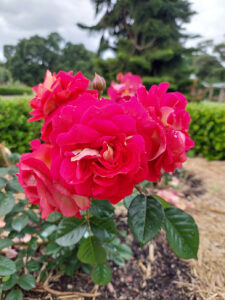 Rosa “No Surrender’