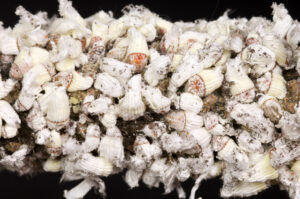 Cottony cushion scale infestation