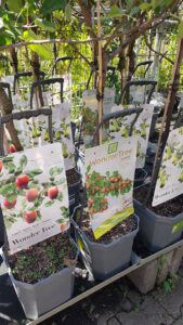Simple click-on handles for fruit trees