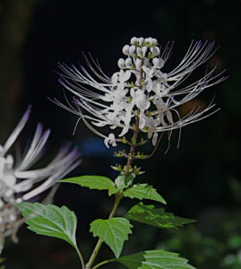 Orthosiphon aristatus (Cat’s Whiskers) (Image: Nonie via Wikimedia Commons, CC BY 2.0)