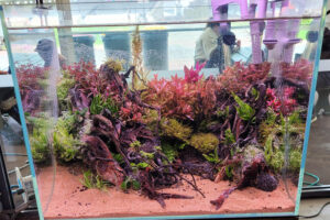Aquascaping is the real new ‘edge’