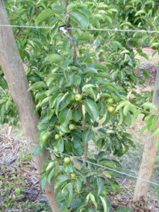Apples can be highly productive on a small footprint (Photo John Fitzsimmons)