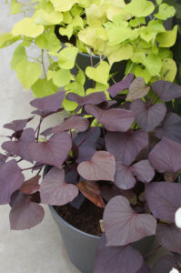 Ticking two boxes, ornamental and edible Ipomoea (Image: John Fitzsimmons)