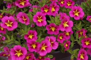 Colour colour colour! Calibrochoa ‘Starjump Hot Pink’ (Image: John Fitzsimmons)