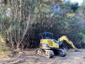 Clearing African Olive and preparing the site for planting (Image: ABGMA)