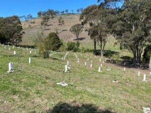 Final plantings in August 2022 (Image: ABGMA)