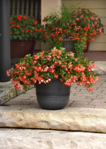 Striking new Begonia Hula Red (Image Ball Auastralia)