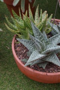 New succulent Gasteria ‘Aveo’ (Image: John Fitzsimmons)