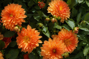 Dahlia ‘Dalina Mango’ (Image: John Fitzsimmons)