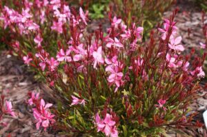 Gaura ‘Grace’ Compact Pink (Image: John Fitzsimmons)