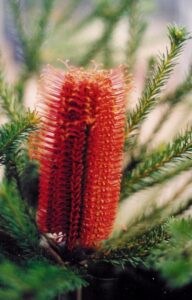Banksia ericifolia 'Red Rover'