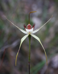 Caladenia leucochila (Image: KPBG)