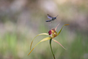 Caladenia procera