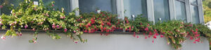 Fuchsias feature at the Eberhard Karls University of Tübingen in Germany Botanic Gar-dens, initiated nearly 500 years ago by the genus' namesake Leonhart Fuchs (Image: John Fitzsimmons)