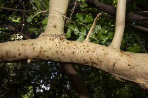 Look for gum or sap extruding from entry holes (Image: DPIRD)