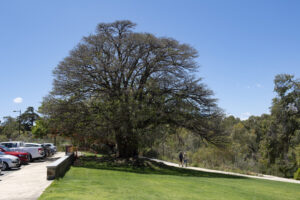 Infestation can result in rapid decline and crown death, and the loss of significant trees from the urban environment (Image: DPIRD)
