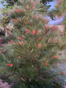 Grevillea ‘City Lights’ developed by Kings Park in Perth (Image: Neville Passmore)