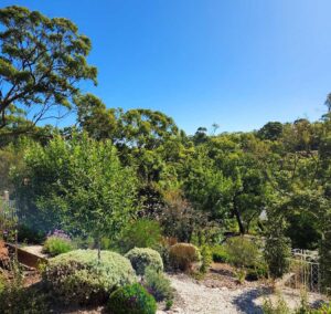 A young Malus ioensis ‘Plena’ almost lost in a suburb that has retained its valuable trees