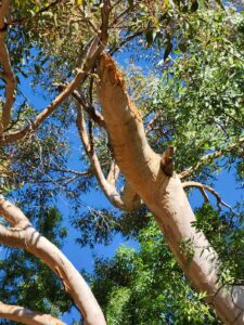 A fallen branch wound is only one step in the creation of nesting hollows that may take over one hundred years to form