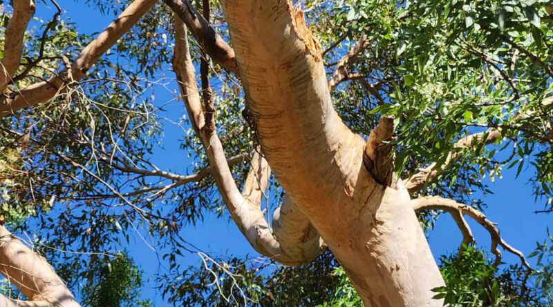 A fallen branch wound is only one step in the creation of nesting hollows that may take over one hundred years to form