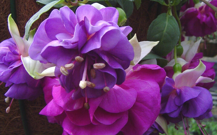 Fuchsia ‘Parliament’ with its pretty double flowers (Image: Weald View Gardens)