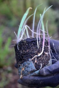 Tuber of a caladenia