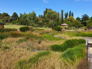 ABG wetland macrophyte pond 2023