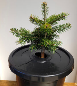 New PotHead™ provides weed control for potted plants in production, eliminating herbicide use and saving labour (Image: DeeWeed)