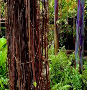 The multi-coloured bark of the Rainbow Eucalypt on show at the Enabling Village (Image: Salad Dressing)